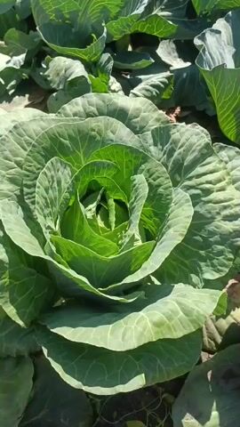 The video shows a close-up view of a large, green cabbage plant growing in a field. The cabbage head is tightly packed with leaves, and the outer leaves are broad and crinkled. The plant is bathed in sunlight, casting shadows on the ground. Other cabbage plants are visible in the background, suggesting a large agricultural field. The camera is positioned low, focusing on the central part of the cabbage head. The video is static, with no apparent movement or action. The environment is agricultural, with the cabbage plant being the sole focus.