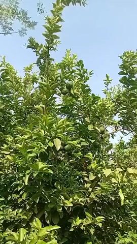 The video shows a lush green tree with several unripe green lemons hanging from its branches. The leaves are thick and abundant, creating a dense canopy. The sky is visible in the background and is a clear blue. The camera pans slightly across the tree, capturing the different angles of the lemons and leaves. The environment appears to be outdoors in a garden or orchard.