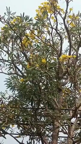 A tree with yellow flowers is shown against a cloudy sky. The camera is stationary.