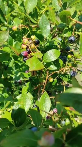 The video shows a close-up view of a blueberry bush with several ripe and unripe blueberries. The camera pans across the bush, highlighting the green leaves and the clusters of berries in various stages of ripeness, from green and red to deep blue. The lighting suggests it is daytime, and the background appears to be an outdoor setting with more greenery.