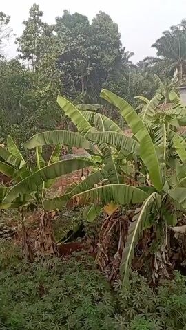 The video shows a scene of lush vegetation, primarily featuring banana trees with broad, vibrant green leaves dominating the foreground. Beneath the banana plants, there is dense, low-lying ground cover of various green plants. In the background, a mix of taller trees, including what appear to be palm trees, are visible. The sky is overcast and grey. The environment appears to be somewhat overgrown, and the overall impression is one of a tropical or subtropical landscape. No people or animals are visible in the shot. The video seems to be taken from a slightly elevated position, providing a view into this green, natural setting. The camera pans slightly from left to right.