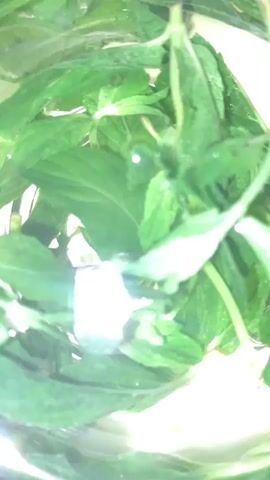 Here is a description of the video:

The video shows a close-up, overhead shot of a clear glass container filled with water and fresh mint leaves. The leaves are vibrant green and fill the frame. Reflections of light appear as bright, white spots on the surface of the water. The camera angle remains stationary throughout the video.