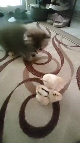 A gray kitten is interacting with three chicks on a carpet. The kitten is leaning down towards the chicks. Two of the chicks are yellow and white striped, and one is solid yellow. The carpet has a brown and beige swirled pattern. In the background, there are shoes and a pot. The lighting suggests an indoor setting.