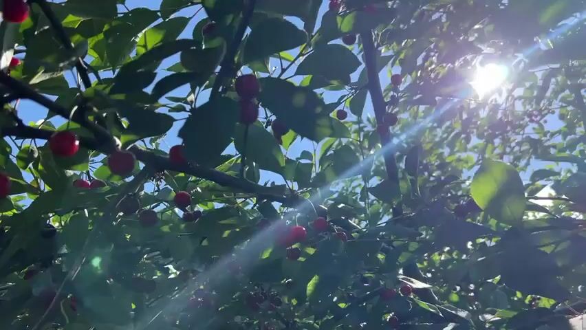 The video shows a close-up view of a cherry tree with ripe cherries on its branches. The sun shines brightly through the leaves, creating lens flare effects. The sky is blue and visible through the foliage. The camera angle is looking upwards into the tree canopy. There are no people or other objects visible in the frame. The video appears to be filmed on a sunny day.