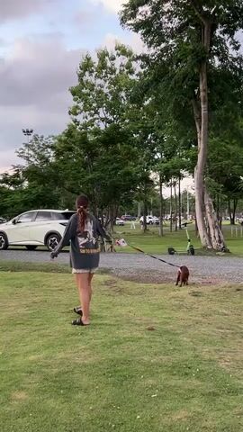 A young woman with brown hair tied back walks across a grassy area, holding a leash attached to two small brown and white dogs. The dogs are walking ahead of her and sniffing the ground. In the background, several cars are parked, including a white SUV and a light-colored Jeep. Trees line the edge of the grassy area, and the sky is overcast with hints of sunset colors. Other people and dogs are visible in the distance, some interacting with each other. The scene appears to be a park or an outdoor gathering space.