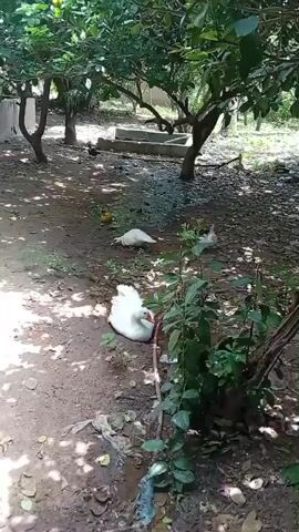 A group of ducks are foraging in a muddy area under trees. One white duck is in the foreground, facing right. Another white duck is in the mid-ground, facing left. A duck with black and white plumage is further back, lying down. There is some scattered debris on the ground, including plastic. The environment appears to be outdoors, with trees providing shade.