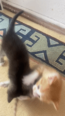 Kittens playing, digital challenge captured in Çekmeköy moments apart