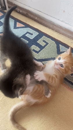 Kittens playing, digital challenge captured in Çekmeköy moments apart