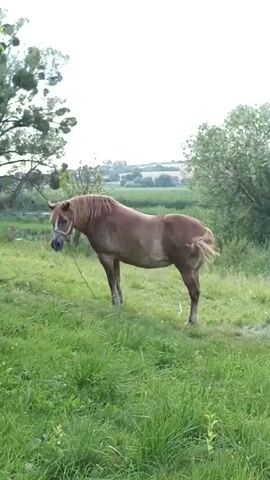 A light brown horse stands in a grassy field, facing to the left of the frame. It has a light brown mane and tail. The horse is wearing a dark bridle. The background shows trees and a cloudy sky. The setting appears to be rural, possibly a pasture. The horse is standing still, with its head lowered slightly. There is no visible text in the image.