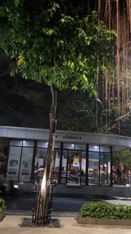 The video shows a nighttime scene with a large tree in the foreground. The tree has lush green leaves and numerous long, thin aerial roots hanging down. Behind the tree, there is a modern building with large glass windows and a sign that appears to say "Aliboro 3." Inside the building, several tables and chairs are visible, and there are a few people seated. Outside the building, on the right side of the frame, there are more people walking and standing around, and some are seated at outdoor tables. Several streetlights illuminate the area. A motorcycle is parked on the left side of the frame, near the tree. The overall atmosphere suggests a public space, possibly a cafe or restaurant, with a relaxed evening ambiance.
