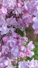 Lilac Blossoms Peak in Alexander Park, Pushkin
