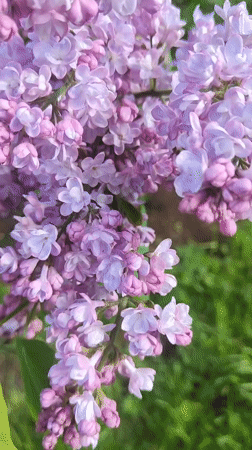 Lilac Blossoms Peak in Alexander Park, Pushkin