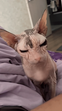 Sphynx cat napping and posing on a purple bed in Yekaterinburg