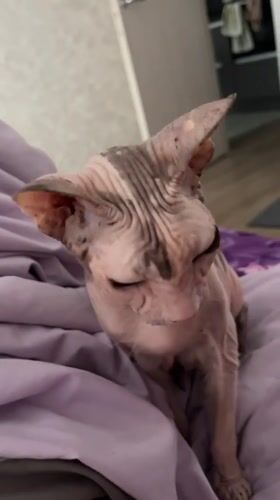 Sphynx cat napping and posing on a purple bed in Yekaterinburg