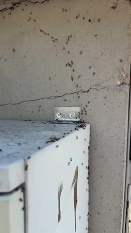This media file is a close-up, eye-level view of a concrete structure with a white cabinet-like object attached to its side. Numerous ants are visible, forming trails and moving across the surfaces.

**Subjects:** The primary subjects are a large number of ants. The objects include a concrete structure, a white box or cabinet with some markings and a circular emblem, and a metal bracket with screws securing it to the concrete.

**Activity or Event:** The main activity depicted is ants marching in lines, suggesting they are foraging or traveling to or from a nest.

**Notable Details:**
*   **Time of Day/Weather:** The lighting suggests it is daytime, likely sunny, given the clear shadows and bright illumination.
*   **Location Cues:** The presence of lush green foliage and mountains in the background hints at an outdoor setting, possibly in a natural or semi-rural area. The style of the shed-like structure in the background could be typical of certain European regions.
*   **Emotions:** The image itself is neutral, but the presence of a large ant infestation might evoke feelings of unease or concern for some viewers.

**Visible Text:** There is text on a circular sticker on the white cabinet. It appears to be in Italian and English, reading: "BOYCOTT ISRAELI PRODUCTS" and "BOICOTTA I PRODOTTI ISRAELIANI". This suggests a political or activist message.