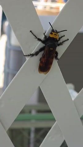 A large, fuzzy, black and yellow insect with a long, segmented abdomen is perched on a white latticed structure. The insect's body is mostly black with bands of orange-brown on its abdomen. Its head is predominantly yellow with two black eyes and antennae. The insect's legs are visible, and they appear hairy. The background is blurred, but suggests an outdoor setting with some greenery and possibly buildings. The lighting indicates it is daytime.
