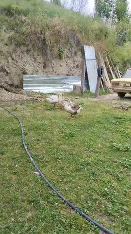 A video depicts a grassy outdoor area with three geese. Two of the geese are predominantly white, while the third goose has a white body with brown and gray markings on its wings and back. The geese are standing close together in the grass. In the background, there are several corrugated metal sheets leaning against a hillside. To the right of the metal sheets, there are wooden posts and a black tire. A black hose runs along the ground in the foreground. The environment appears to be rural, with a dirt bank or hillside behind the geese and metal structures.