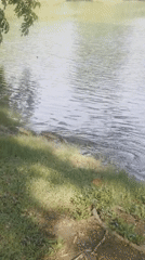 Monitor lizards and crow spotted in Bangkok park