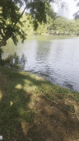 Monitor lizards and crow spotted in Bangkok park