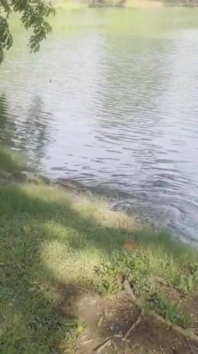 Monitor lizards and crow spotted in Bangkok park