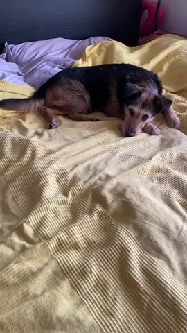 The video shows a small, brown and black dog lying on a bed. The dog is mostly black with tan fur on its legs and face. It has short hair and is lying with its head resting on its paws. The bed is covered with a yellow quilted bedspread. There are purple pillows on the bed as well. The headboard is black. A pink water bottle sits near the headboard. The dog wags its tail briefly.