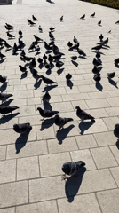 Large pigeon flock gathers at Kazan waterfront on sunny morning