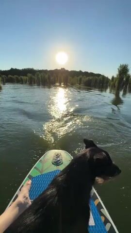 The video is filmed from the perspective of someone on a paddleboard, looking forward. A black dog is sitting on the paddleboard in front of the person. The sun is low in the sky, creating a bright glare on the water. There are trees and tall grass in the background. The water is rippling, and a wake is trailing behind the paddleboard. The person's hand and leg are visible in the foreground.