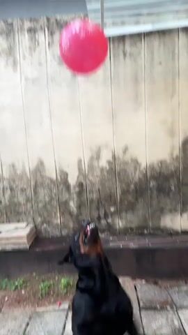 The video depicts a black Rottweiler playing with a pink balloon in an outdoor setting. The dog repeatedly jumps up to hit the balloon with its nose, paws, or mouth, keeping it airborne. The backdrop consists of a textured, stained wall with some greenery and pavers on the ground. A window is visible at the top of the wall. The dog appears energetic and focused on interacting with the balloon.