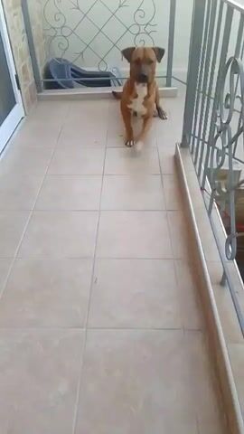 The video shows a brown dog on a tiled balcony with a metal railing. The dog is initially sitting, then stands up and walks towards the railing, and finally runs down a set of stairs. There are chairs in the background and the railing has decorative metalwork.