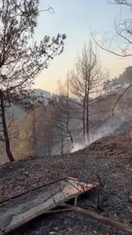 Certainly, let's analyze the video.

**Scene:** A desolate landscape after a fire.

**Environment:** The scene appears to be a forest or wooded area. The ground is covered with charred vegetation and ash. There are burnt tree trunks and branches visible. Smoke is rising from the ground in several places, indicating that the fire may not be completely extinguished. The sky is hazy, possibly due to lingering smoke.

**Objects:** 
*   Burnt trees and vegetation
*   Charred ground
*   Smoke plumes
*   An object resembling a broken or partially burnt structure in the foreground.
*   Powerlines overhead

**Actions:** The video appears to be stationary, capturing the aftermath of the fire.

**Overall Impression:** The video conveys a sense of devastation and environmental damage following a wildfire.