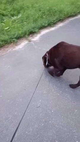 A dark brown dog on a leash walks along a paved path. The dog is sniffing the ground near the edge of the path, which is bordered by green grass and vegetation. The camera appears to be following the dog from behind and to the side. The lighting suggests it is daytime, possibly overcast.