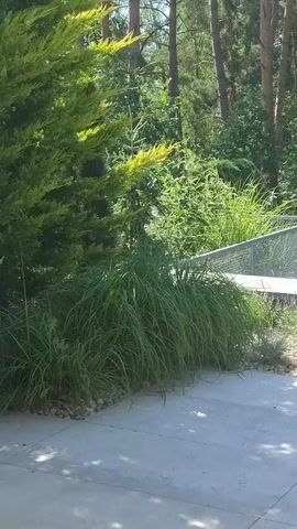 The video pans across a modern garden with a concrete patio. In the foreground, large grey concrete slabs form the patio area, with dappled sunlight casting shadows. To the left, a lush green coniferous tree with yellow-tipped foliage dominates the frame, bordering a large clump of tall, green ornamental grass. Behind the grass, a low, grey stone retaining wall is visible. Beyond the wall, a variety of plants are arranged, including several bushy green plants with thin, upright stems, interspersed with smaller clumps of silvery-blue ornamental grass and hints of purple flowering plants. A dark red-leaved shrub or small tree is situated further back, nestled amongst dense green foliage. A modern metal railing with a mesh pattern forms a barrier on top of the retaining wall, separating the garden from a higher area. The background is filled with the dense green canopy of a forest, with tall, slender tree trunks visible amongst the leaves. The overall impression is one of a well-maintained, contemporary garden designed to blend with its natural woodland surroundings. There are no people or animals visible in the video.
