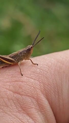 A close-up video shows a grasshopper on a person's hand. The grasshopper is brown and has long antennae. It is positioned on the back of the hand, with the fingers out of frame. The background is a blur of green, suggesting an outdoor setting. The grasshopper remains stationary for the duration of the video.