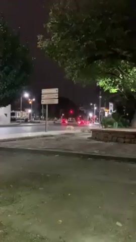 At night, two light-colored dogs stand on an island in the middle of a road, near a sign with Arabic writing. A street with a stoplight and cars extends behind the dogs. Trees stand on either side of the road and island.