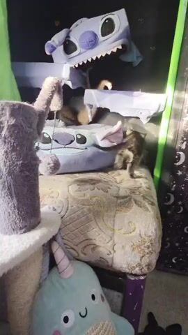 A group of kittens are playing on a multi-level cat tree. The cat tree is decorated with Stitch characters from Disney's Lilo & Stitch. There are at least four kittens visible: two tabby kittens and two orange kittens. One tabby kitten is sleeping in a bed on the lower level. The other kittens are exploring and climbing on the different levels of the cat tree. The environment appears to be indoors, possibly a living room or playroom, with soft lighting.