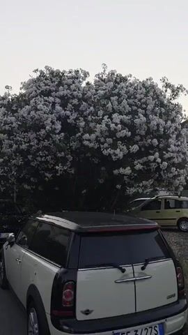 A white Mini Cooper is parked on the right side of the frame, with its rear facing the camera. The car is light-colored with a black roof. To the left of the Mini Cooper, a dark-colored vehicle is parked. Behind these cars, a large, lush tree or bush is covered in numerous white flowers, creating a dense, white canopy. A light yellow car is visible parked behind the flowering bush on the right side of the frame. The sky is overcast, suggesting it could be morning or evening, or a cloudy day. The scene appears to be a street or parking area, likely in a residential or public space. There is some greenery and foliage around the cars and the flowering bush. No people are visible in the frame. The overall mood is peaceful and serene, with the abundance of white flowers lending a sense of beauty and tranquility to the scene. There is visible text on the license plate of the dark-colored car on the left, which reads "CF 253KL".