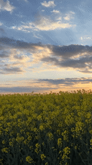 Sunset rapeseed bloom captured near Burgas, Bulgaria coast