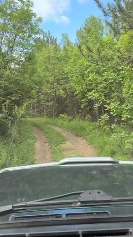 The video shows a first-person perspective from inside a vehicle driving along a dirt road through a forest. The road has two distinct tire tracks with grass growing in between.  The trees are lush and green, with a mix of deciduous and coniferous varieties visible. The sky is partly cloudy, with patches of blue.  The vehicle's windshield is visible, with a few smudges and the wiper arm. The hood of the vehicle is also partially visible. The camera is steady.