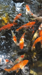 Child feeds koi fish at decorative pond in Vietnam