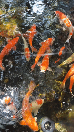 Child feeds koi fish at decorative pond in Vietnam
