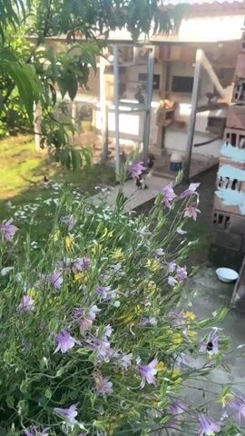 The video captures a serene outdoor scene, likely in a backyard or garden in Rogozen, Bulgaria, on a bright, sunny day. The foreground features a cluster of vibrant purple and yellow wildflowers, slightly out of focus, adding a natural touch to the view. To the left, green grass is dotted with small white daisy-like flowers.

The central focus of the video is a large, multi-level pigeon coop or aviary. Constructed from wood and wire mesh, it features various compartments and perches, indicating a well-maintained habitat for the birds. A concrete slab serves as an entrance and exit point directly in front of the coop.

Numerous pigeons of varying colors, including brown, black, white, and mottled patterns, are visible. Throughout the video, several pigeons are seen actively flying out of the coop, some landing on the concrete slab, and others briefly perching on the coop's roof or within its confines. Two distinct pigeons are initially present on the concrete slab, one with striking brown and white markings.

In the background, a leafy green tree (possibly a peach tree) overhangs the scene from the top left. To the right of the coop, a stack of red clay bricks with some painted sections is visible, alongside a white ceramic bowl resting on the ground. The sky is clear and blue, confirming fine weather. The ambient audio includes the gentle cooing of the pigeons and the distinct sound of their wings flapping as they move, enhancing the natural atmosphere of the setting. The scene conveys a peaceful moment of animal life in a rural or semi-rural environment.