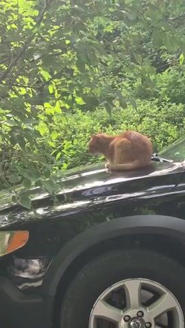 A ginger cat sits on the hood of a black car. The cat is facing to the left of the frame. The car is parked in front of a dense green background of trees and foliage. The sunlight filters through the leaves, creating a dappled effect on the scene. The car's tire is visible in the foreground.