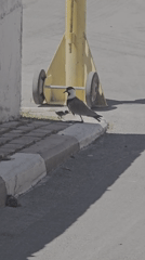 Adult bird and chick on a sunny Israeli roadside