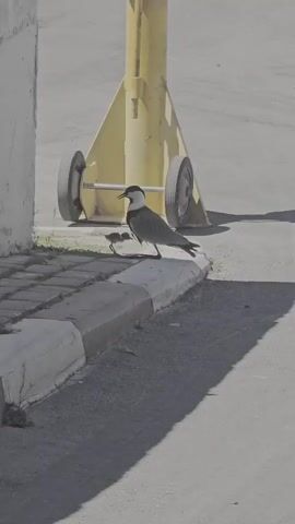 A adult bird and its chick stand on a curb next to a paved area. A yellow object with two wheels is visible in the background.