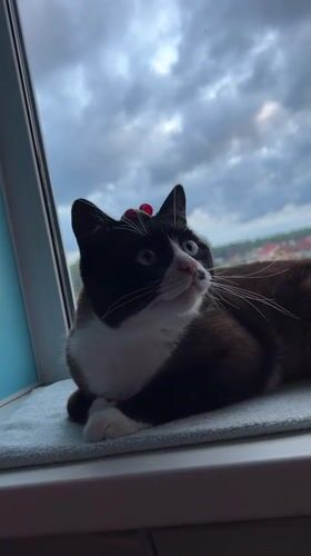 Cat plays on windowsill while toddler hangs out nearby