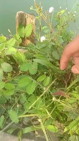 A person's hand with a pointed finger is shown touching the leaves of a Mimosa pudica plant. The plant's leaves are folded inward as a result of the touch. The plant is green and leafy, with some small white flowers visible. In the background, there is a wooden post and a body of water. The lighting is natural, suggesting an outdoor environment. The video is a close-up shot of the plant and the hand.