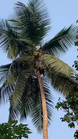 The video shows a coconut tree. A person is climbing the tree. The trunk of the tree is visible, as well as its branches and leaves. Several coconuts are visible on the tree. The sky is blue. Other trees are visible in the background.