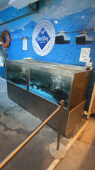 Live sturgeon displayed in tank at Bulgarian seafood market