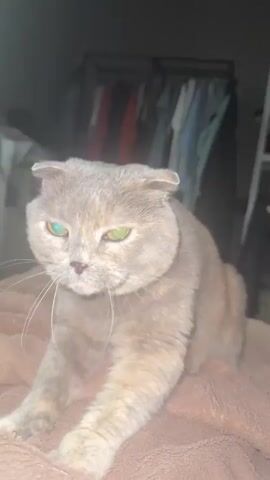 A short video loop shows a Scottish Fold cat sitting on a brown textured surface. The cat is light gray with some lighter patches and has folded ears. Its eyes are narrowed and it appears to be looking down. The cat's front paws are extended, with one paw slightly raised. In the background, a rack of clothes is visible. The lighting is dim.