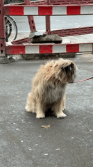 Dog on leash sits near construction barrier in London